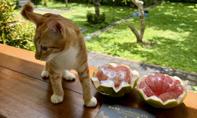 Ninja the resident ginger cat in the courtyard at Ungasan Center Hostel